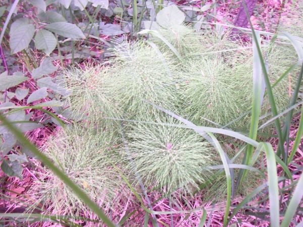 Rezydencja Gierka ( w ruinie - aż żal patrzeć)