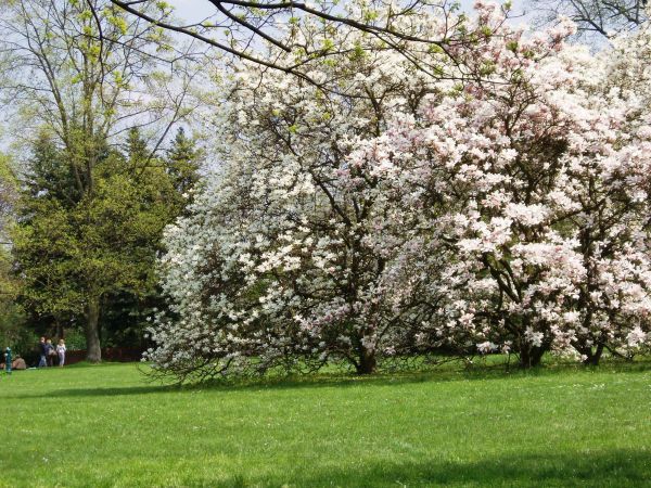 Magnolie w parku zamkowym