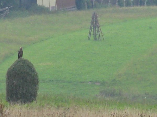 Ptasie towarzystwo :)