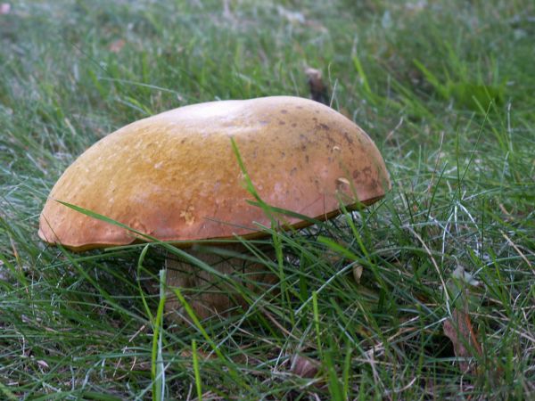 Drugi leśny brat 3 dni później.