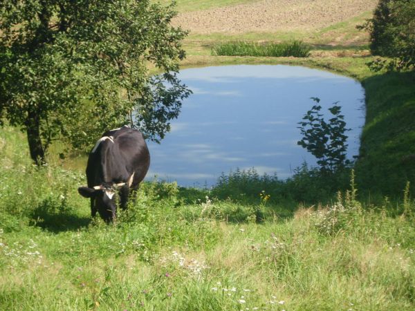 Sielski krajobraz w Połańcu