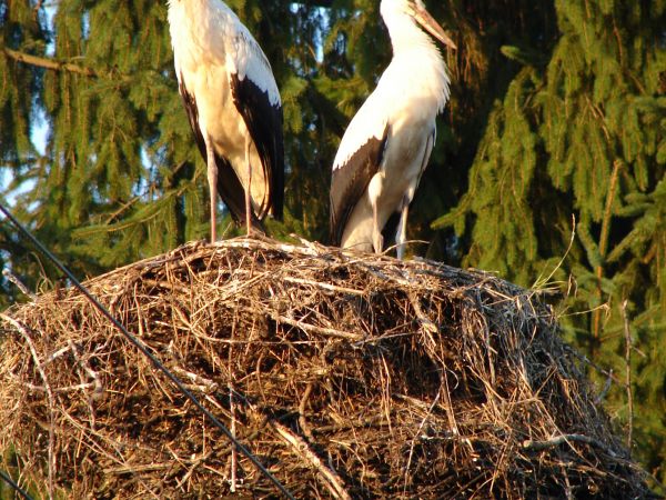 Zdjęcia Wola Uhruska