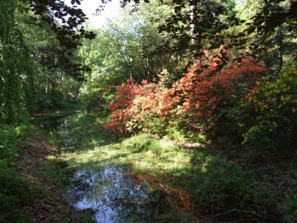 Ogród Botaniczny kwitnące rododendrony