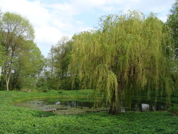 Park Makowlański - Staw