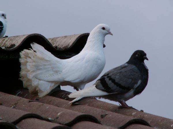 Arystokrata i dachowiec.