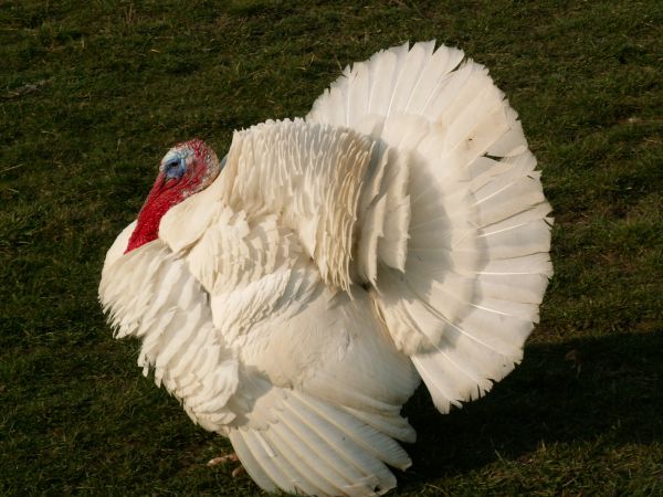 Ładne mam pióra????