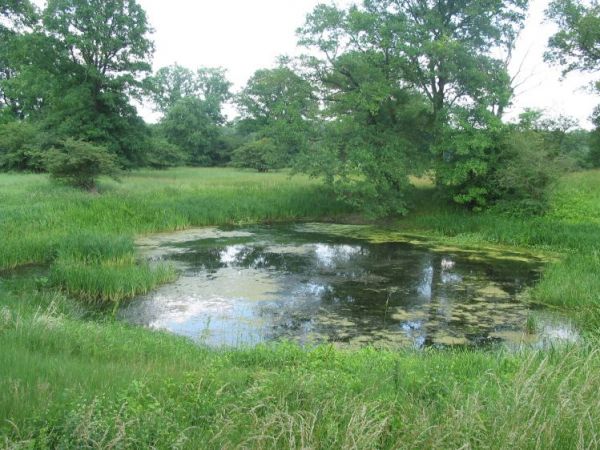 Okragly staw na nadodrzanskich lakach w Chobieni