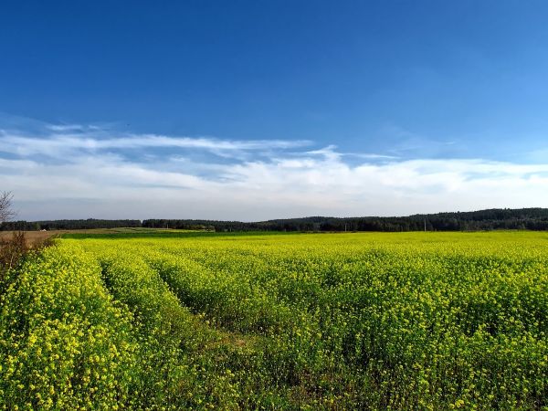 Pola wsi Iwiczno obsiane gryką
