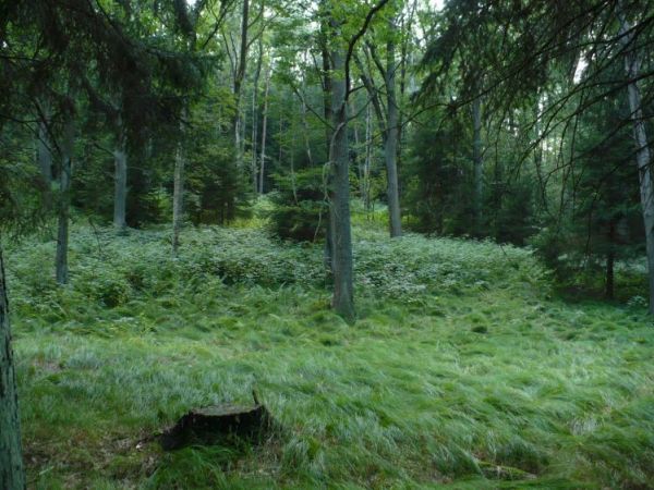 Las na szlaku zielonym do źródła Pieklisko.