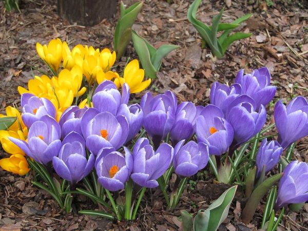 zdjecie Pietrzykowice