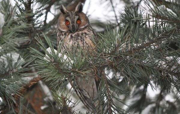 Busko-Zdrój, sowa w parku uzdrowiskowym.
