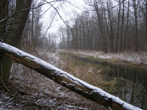 zdjecie Zalesie Górne