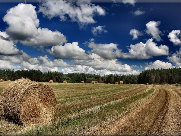 zdjecie Tyniewicze Duże