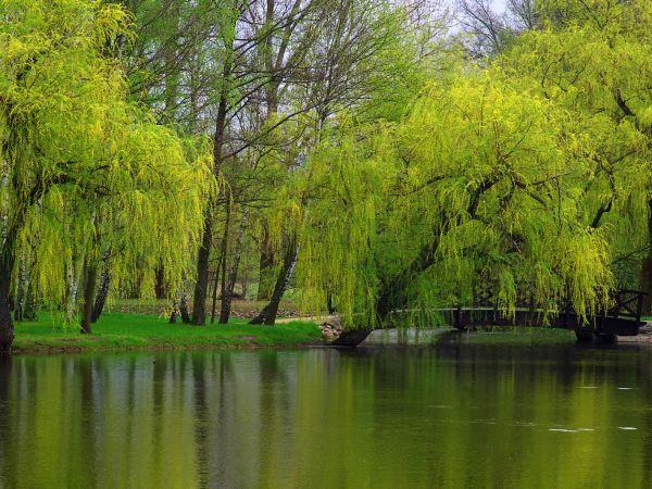 Żmigród - zespół pałacowo - parkowy