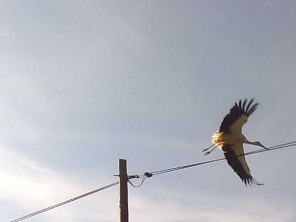 zdjecie Surmaczówka