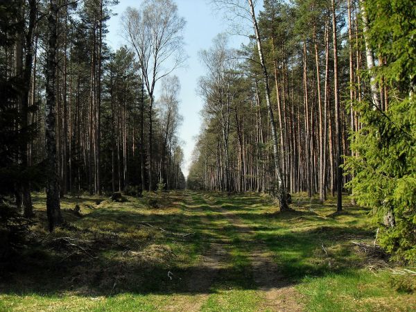 Droga leśna przy Smolniku