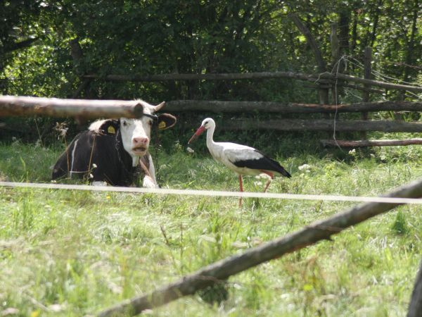 zdjecie Tyniewicze Duże