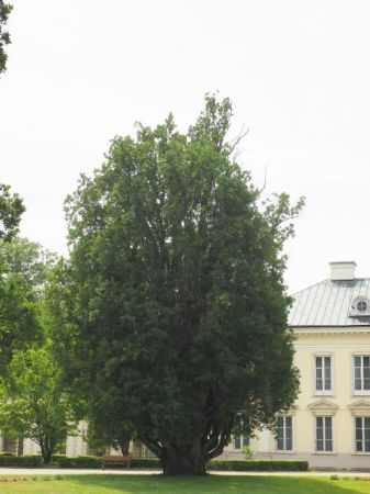zabytkowe nasadzenia przed frontonem pałacowym, w cieniu tego drzewa mogła czekać kareta zaprzężona w przedniej rasy konie - a mogły też pochodzić z miejscowej