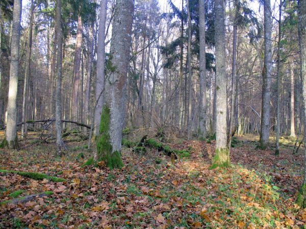 zdjecie Białowieża