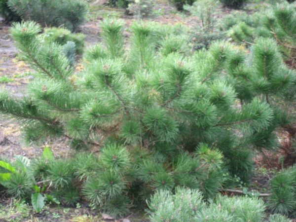 Pinus..