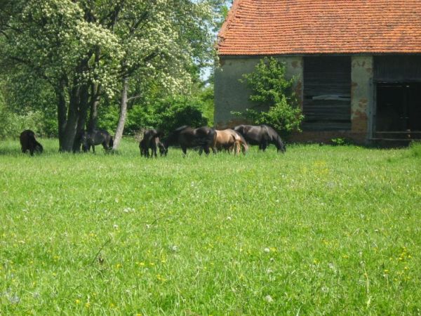 Zdjęcia Bukowa Śląska