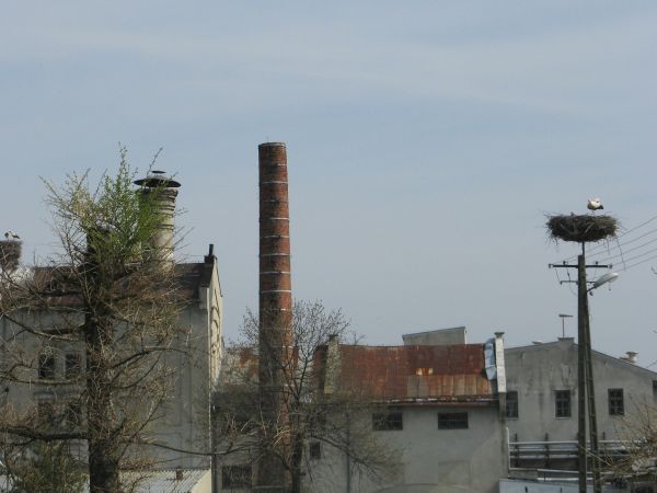 tutejsza kolonia bociana białego - zdaniem ornitologów - jest ewenementem w skali kraju i zasługuje na szczególną uwagę bowiem, w przeciwieństwie do innych kolo