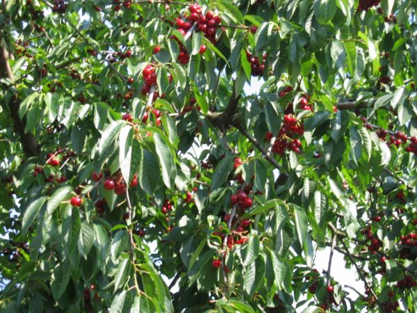 zdjecie Bukowina Sycowska