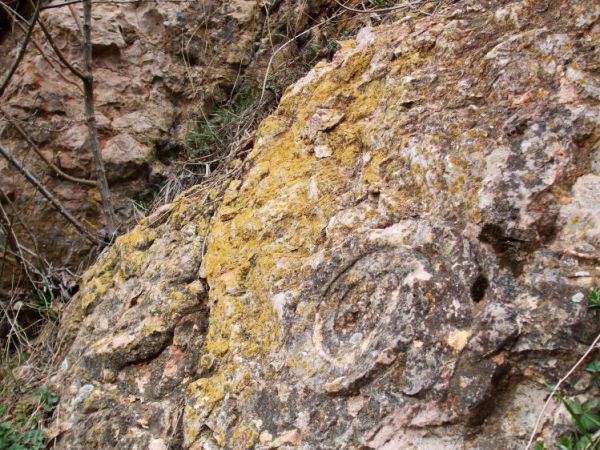 Amonit odbity w wapieniu Obłazowej Skały