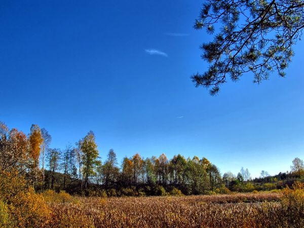 Szuwary w Lubikach Małych