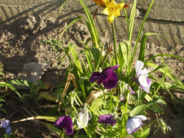 Bródzki pełne kwiatów.