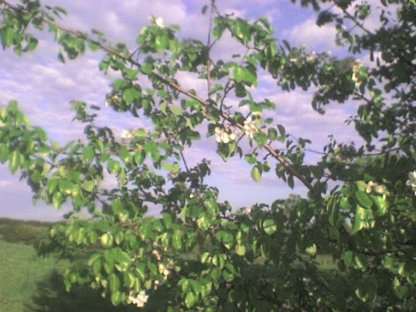 Upadłych liści zamieć w wir się kłębi: 
Płomienie świecą i gasną, i lecą... 
Spojrzenia niewiast jak jeziora świecą - 
I widno będzie w sercu, aż do głębi...