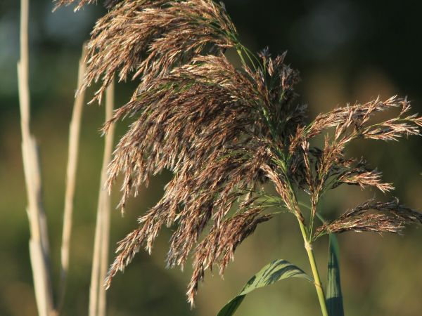 Łopienno, nad jeziorem.