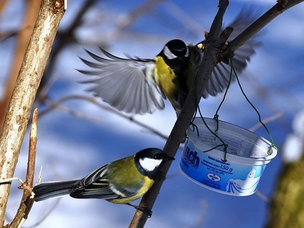 Busko-Zdrój, ptaszki w  parku uzdrowiskowym.