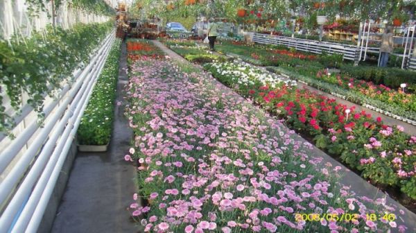 Leszno - centrum ogrodnicze na Gronowie