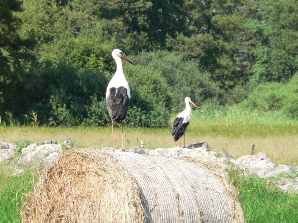 Bociany jako jeden z wielu gatunków ptaków Krężnicy Jarej