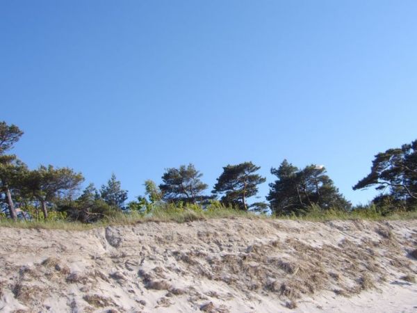 Plaża - widok na las