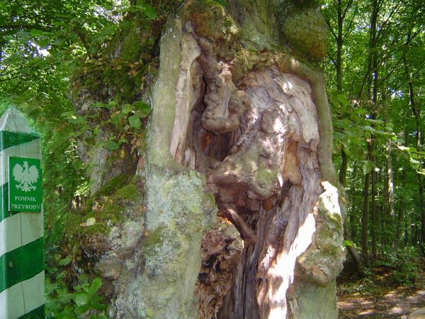 Brzezinki - dwie lipy - pomniki przyrody, wśród szpaleru lip tworzących aleję wzdłuż polno-leśnej drogi wiodącej w kierunku Jeziora Zbiczno. Okazy o obwodzie 56
