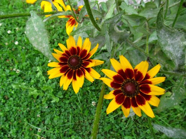 zdjecie Pietrzykowice