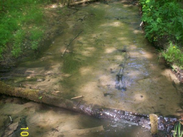 Gdzie strumyk płynie z wolna...