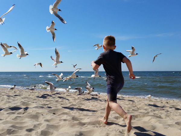 mewy, plaza w pobierowie