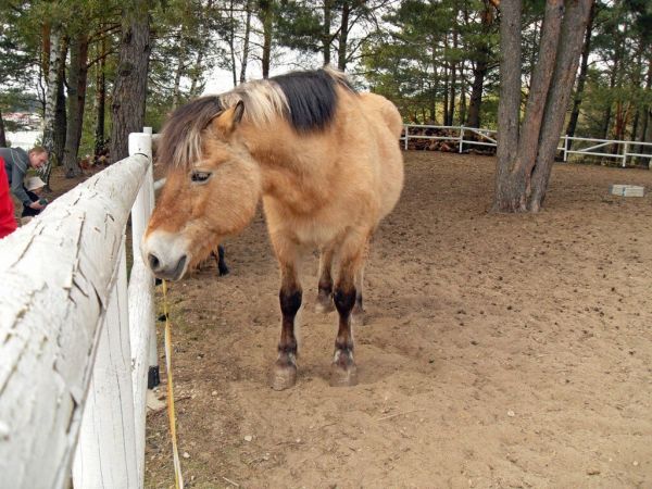 Konik przy Niedźwiadku