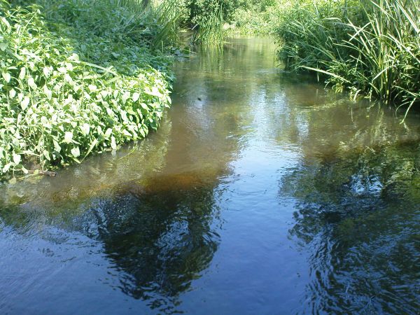 Zdjęcie zrobione pod mostem, rz. Orla z kierunku Radzicza