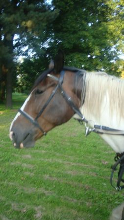 Informacja-od pazdziernika 2009 otwarty bedzie pensjonat dla koni w CZERWONYM KOSCIELE-gmina Krotoszyce kolo Legnicy