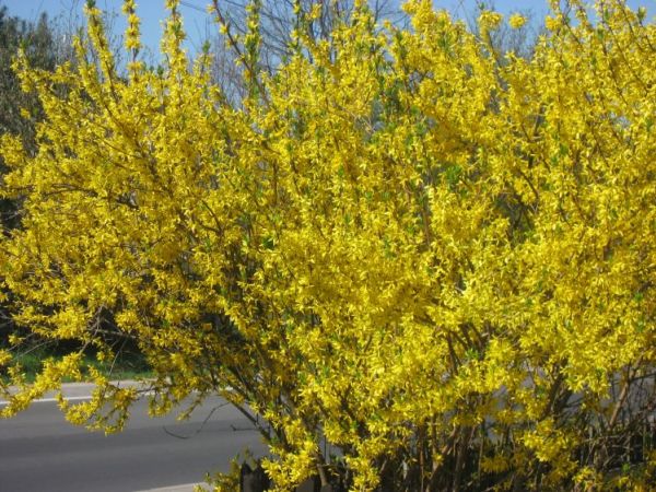 Wiosna w Szczercowie