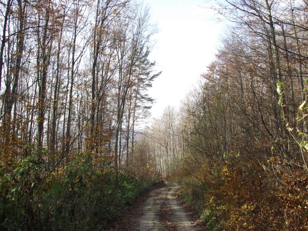 po opuszczeniu wsi duktem do m. Końskie zmierzamy, przez Las Gonszczawa, po wyjściu z niego po drugiej stronie zbocza na prawo będą tereny wsi dziś nieistniejąc