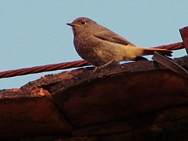 odlatują do ciepłych krajów wiadomo od wieków  chciałbym tak sobie odlecieć nie widzieć tych ruin