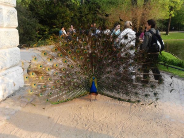 Nieodłączna atrakcja Łazienek - Paw