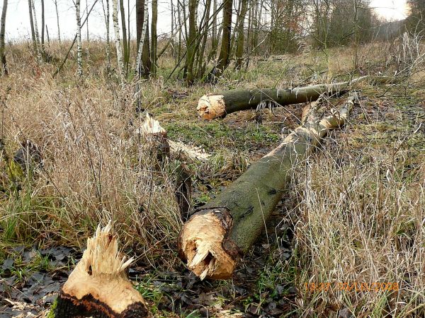 Bobry - a to ich dzieło