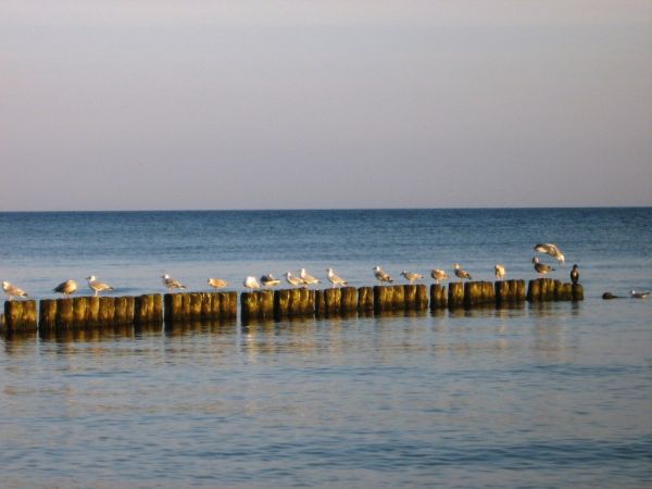 Odpoczywające mewy.