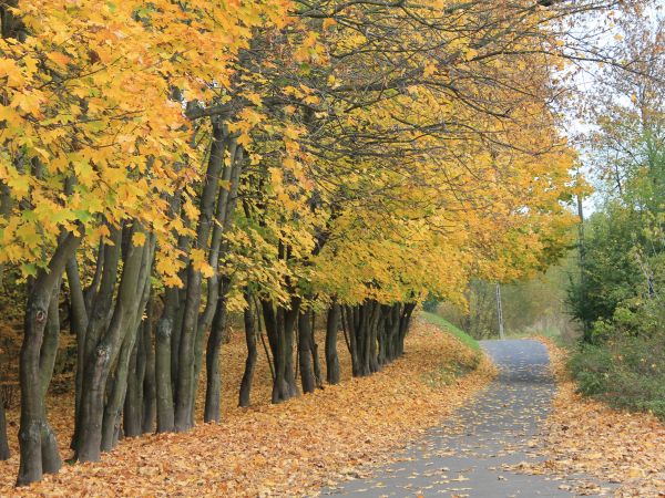 Gniezno, ul. Spokojna
